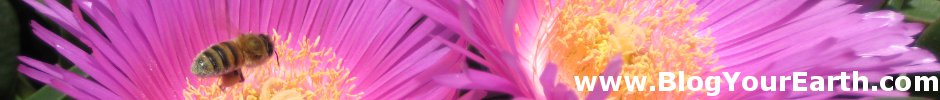 BlogYourEarth Flower BlogYourEarth Flower