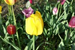 Samsung Galaxy S4 - Tulpe gelb HDR